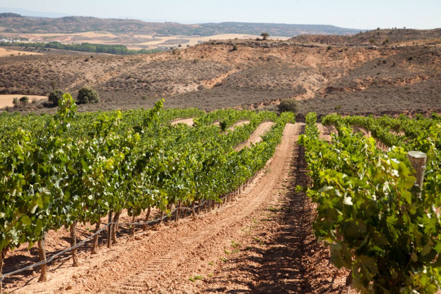 Bild der Weinberge der Bodegas Gormaz