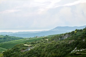 Blick über die Zenato-Weingärten im Valpolicella-Gebiet zum Gardasee