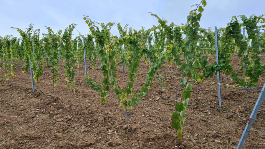 Neupflanzung der Reben Weingut Trenz