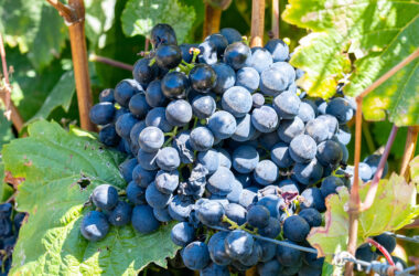 Pinotage-Traube