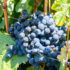 Pinotage-Traube