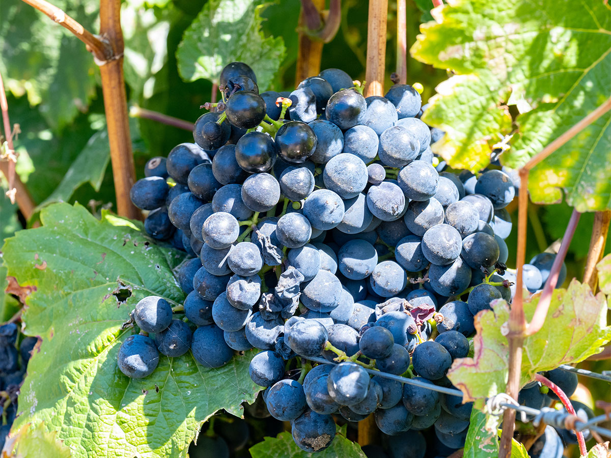 Pinotage-Traube