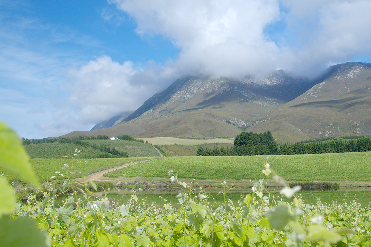 Creation Wines Bergpanorama
